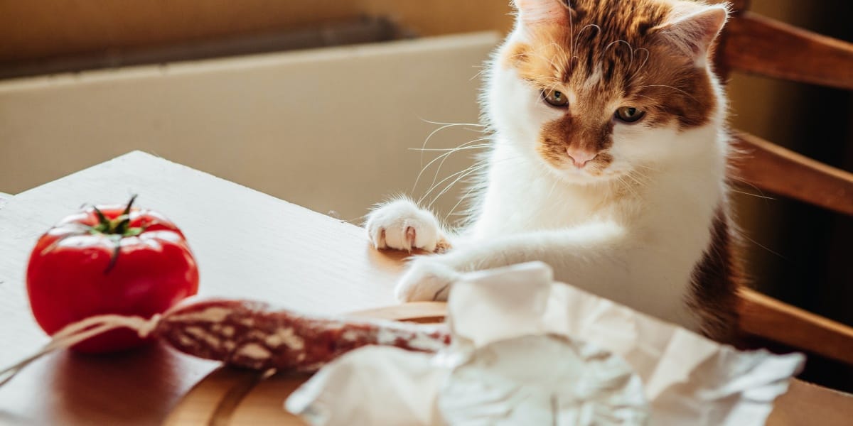 Dürfen Katzen Salami essen?